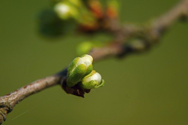 Free download Cherry Bud Flower -  free photo or picture to be edited with GIMP online image editor