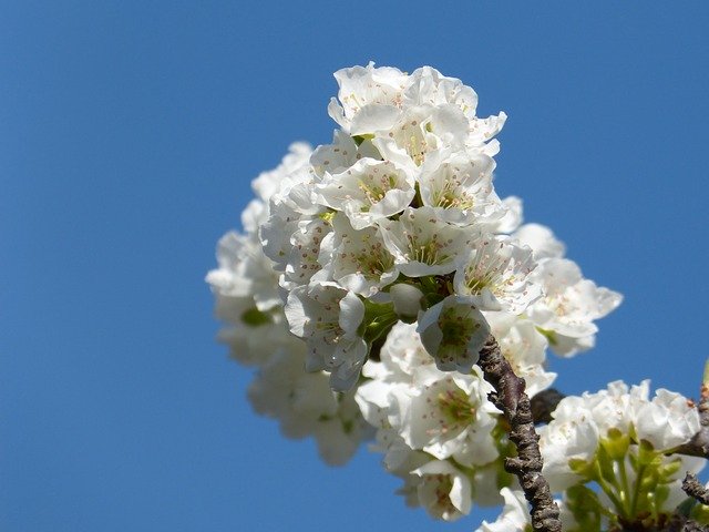 Free download Cherry Flower Flowering -  free photo or picture to be edited with GIMP online image editor