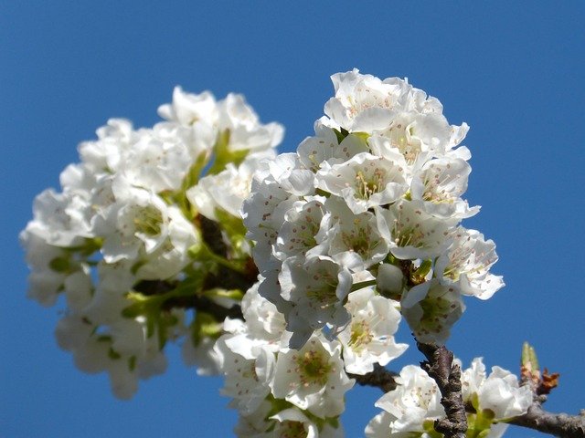 Free download Cherry Flowering Tree Flowers -  free photo or picture to be edited with GIMP online image editor