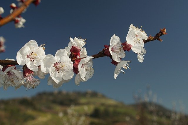 Free download Cherry Flower Season -  free photo or picture to be edited with GIMP online image editor