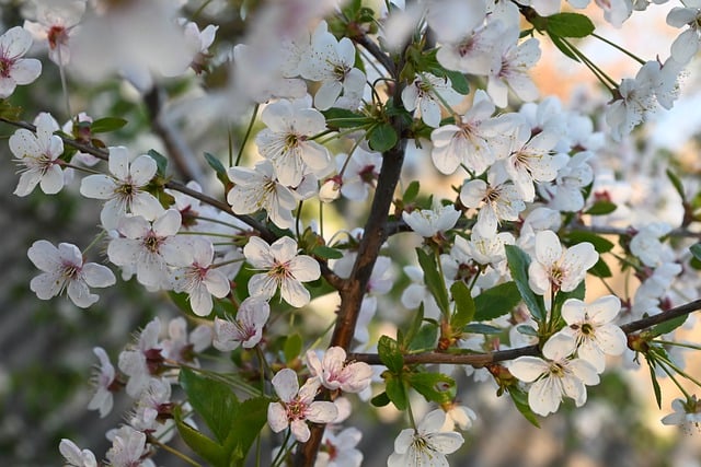 Free download cherry flowers spring nature free picture to be edited with GIMP free online image editor