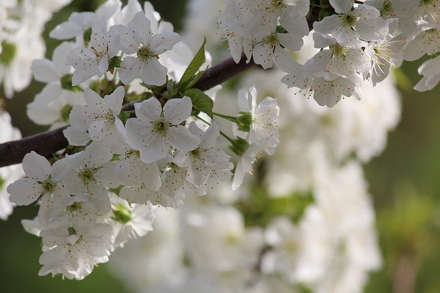 Free download Cherry Flowers Tree -  free photo or picture to be edited with GIMP online image editor