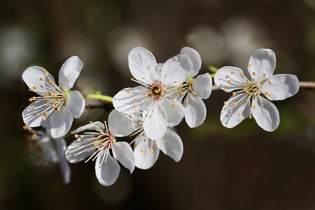 Free download cherry plum blossom flowers spring free picture to be edited with GIMP free online image editor