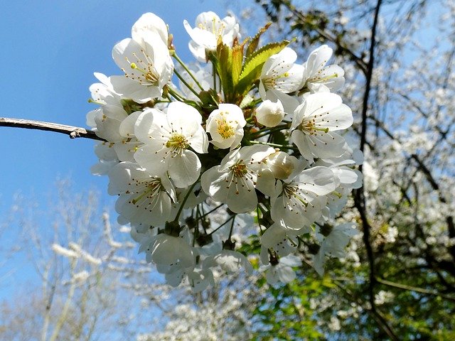 Free download Cherry Prunus Avium -  free photo or picture to be edited with GIMP online image editor