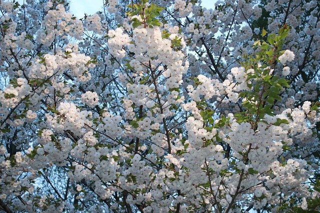 Free download Cherry Spring Japan -  free photo or picture to be edited with GIMP online image editor