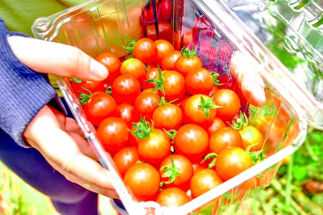 Free download Cherry Tomatoes Harvesting Harvest -  free photo or picture to be edited with GIMP online image editor