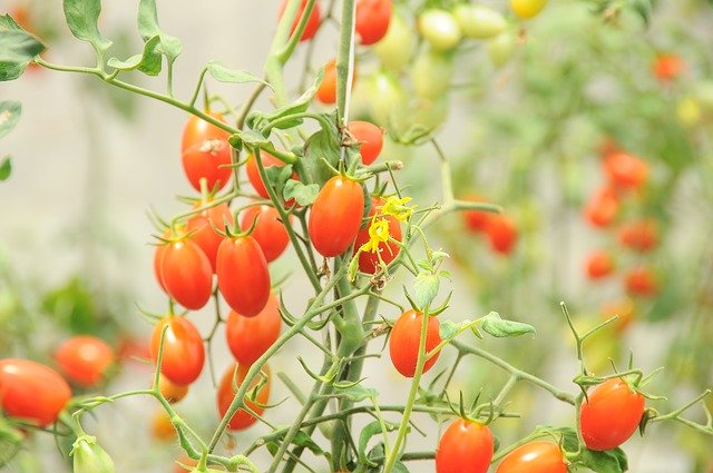 Free download Cherry Tomato Left Eat -  free photo or picture to be edited with GIMP online image editor