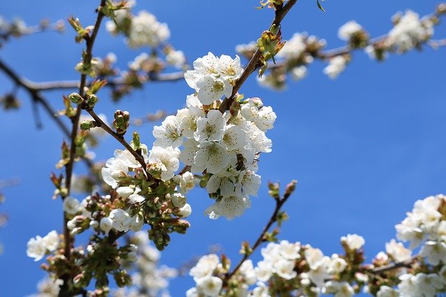 Free download Cherry Tree Blossom Bloom -  free photo or picture to be edited with GIMP online image editor