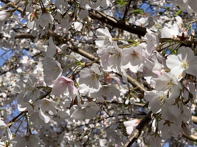 Free download Cherry Tree Blossoms Spring -  free photo or picture to be edited with GIMP online image editor