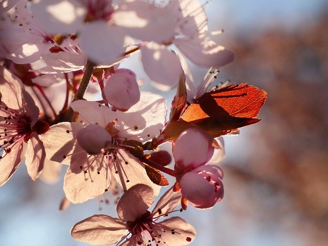 Free download Cherry Tree Flowers Spring -  free photo or picture to be edited with GIMP online image editor