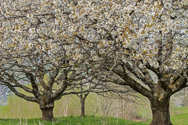 Free download Cherry Tree High-Stem Old -  free photo or picture to be edited with GIMP online image editor