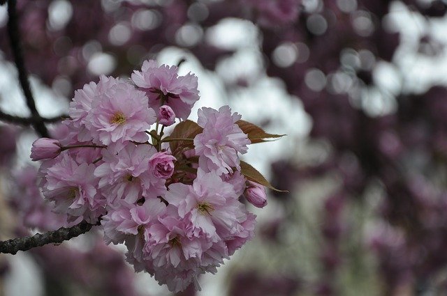 Free download Cherry Tree Spring Blossom -  free photo or picture to be edited with GIMP online image editor