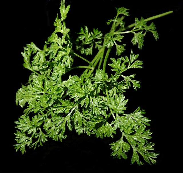 Free download Chervil Herb Cooking -  free photo or picture to be edited with GIMP online image editor