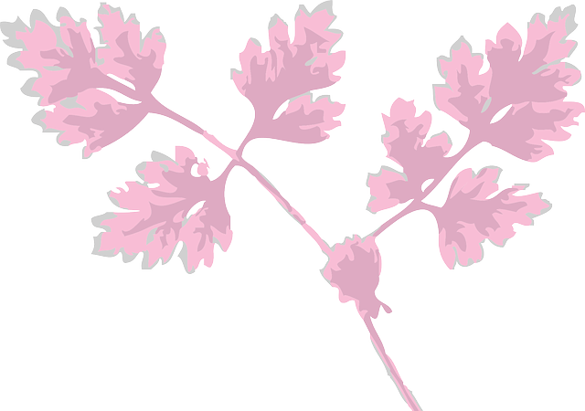 Free download Chervil Herb Leaves - Free vector graphic on Pixabay free illustration to be edited with GIMP free online image editor