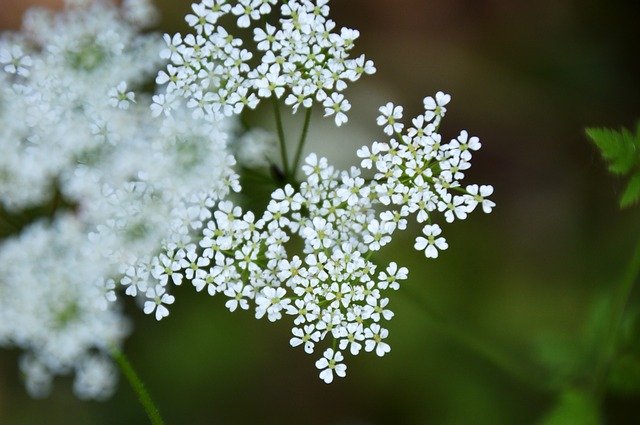 Free download Chervil Wild Myrrhis Odorata -  free photo or picture to be edited with GIMP online image editor