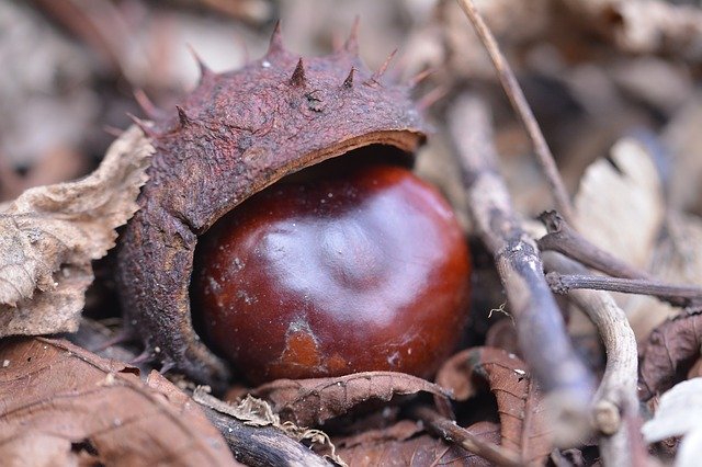 Free download Chestnut Autumn Leaves -  free photo or picture to be edited with GIMP online image editor