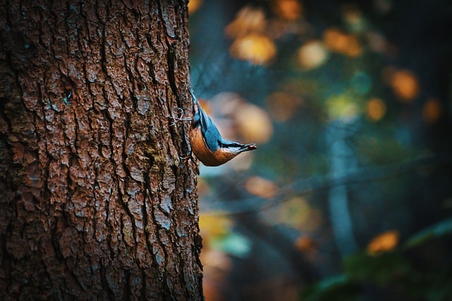 Free download chestnut bellied nuthatch bird free picture to be edited with GIMP free online image editor