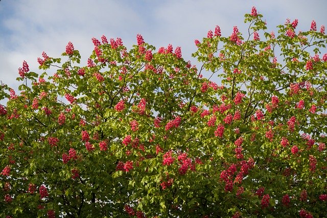 Free download Chestnut Blossoms Red Tree -  free photo or picture to be edited with GIMP online image editor