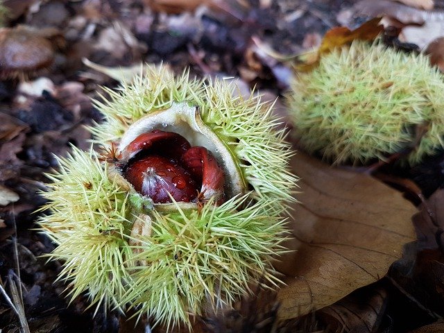 Free download Chestnut Collect Autumn -  free photo or picture to be edited with GIMP online image editor