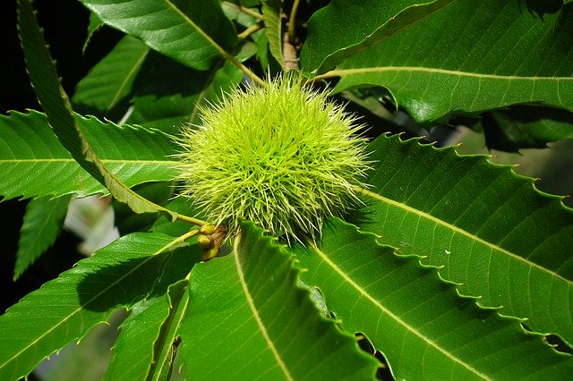 Free download Chestnut Edible Fruit -  free photo or picture to be edited with GIMP online image editor