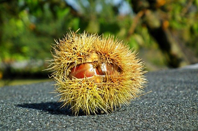 Free download Chestnut Edible In The Fall -  free photo or picture to be edited with GIMP online image editor