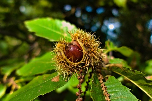 Free download Chestnut Fall Nature -  free photo or picture to be edited with GIMP online image editor