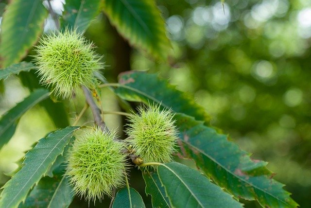 Free download Chestnut Fruit Leaf -  free photo or picture to be edited with GIMP online image editor