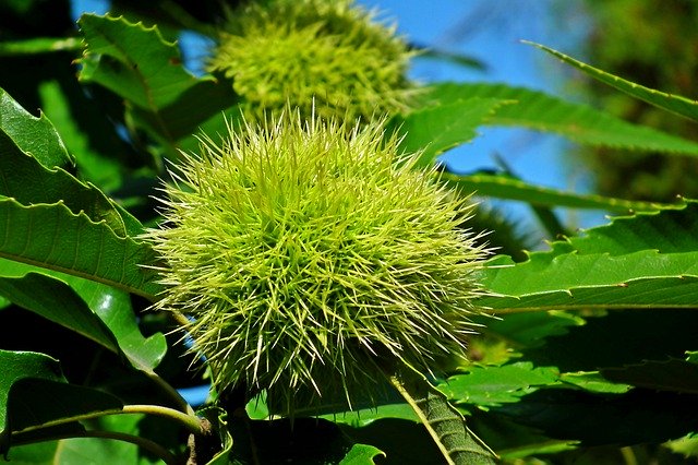 Free download Chestnut Jadany Spikes -  free photo or picture to be edited with GIMP online image editor