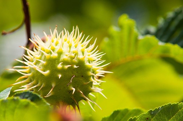 Free download Chestnut Leaf Fruit -  free photo or picture to be edited with GIMP online image editor