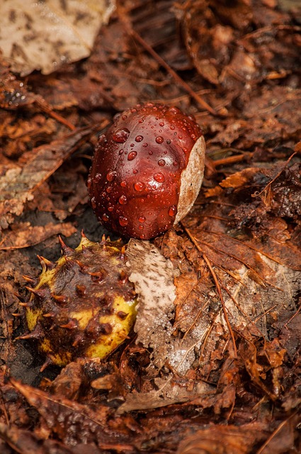 Free download chestnut peel lies still life free picture to be edited with GIMP free online image editor