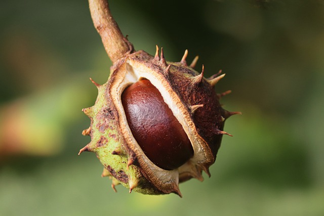 Free download chestnut ripe burst half open free picture to be edited with GIMP free online image editor