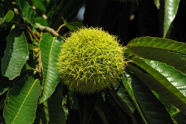 Free download Chestnut Seed Autumn -  free photo or picture to be edited with GIMP online image editor