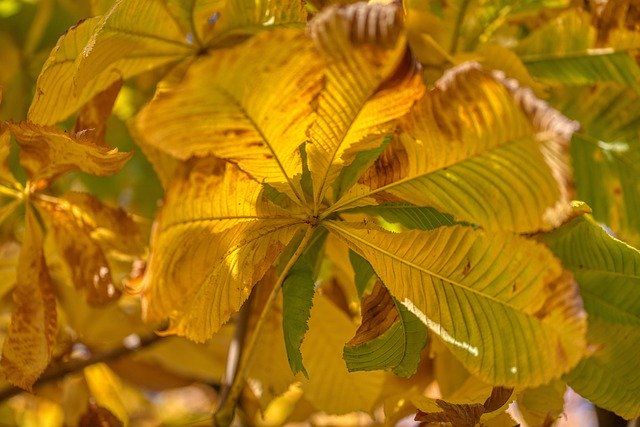 Free download Chestnut Tree Autumn Season -  free free photo or picture to be edited with GIMP online image editor