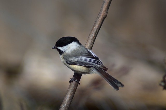 Free download Chickadee Bird Nature -  free photo or picture to be edited with GIMP online image editor