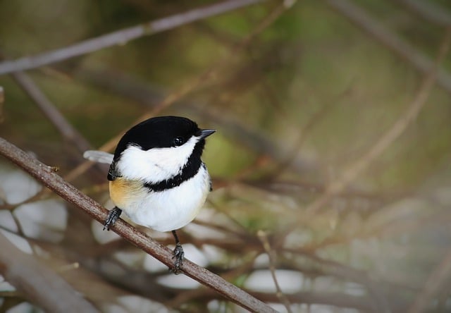 Free download chickadee black capped chickadee free picture to be edited with GIMP free online image editor