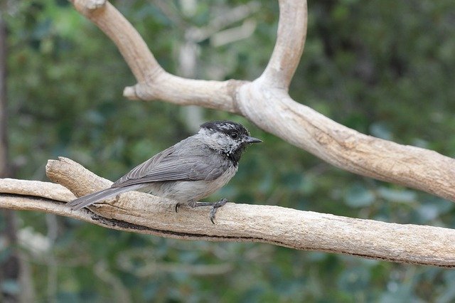 Free download Chickadee Cute Bird Little -  free photo or picture to be edited with GIMP online image editor