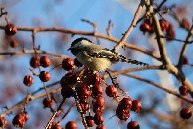 Free download Chickadee Nature Wildlife -  free photo or picture to be edited with GIMP online image editor