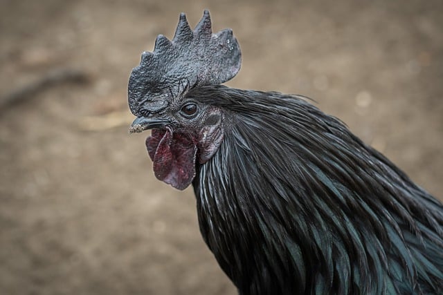 Free download chicken ayam cemani rooster free picture to be edited with GIMP free online image editor