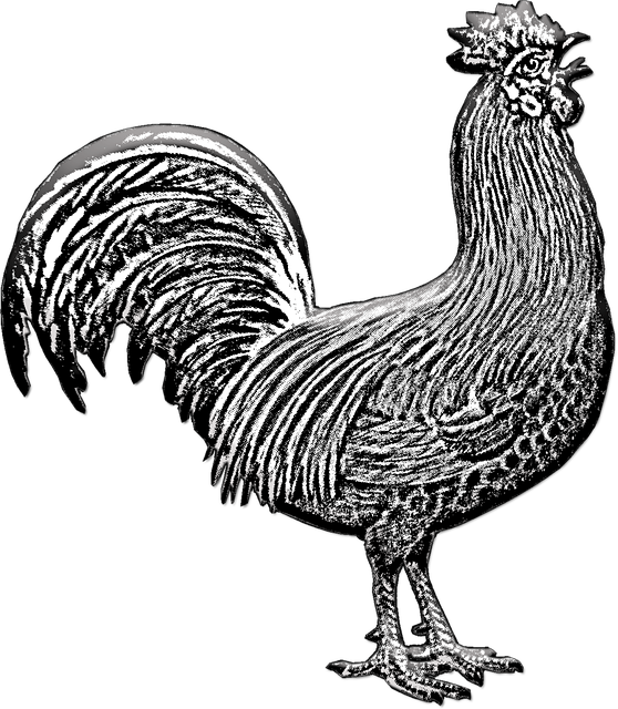 Free download Chicken Domestic Fowl -  free illustration to be edited with GIMP free online image editor