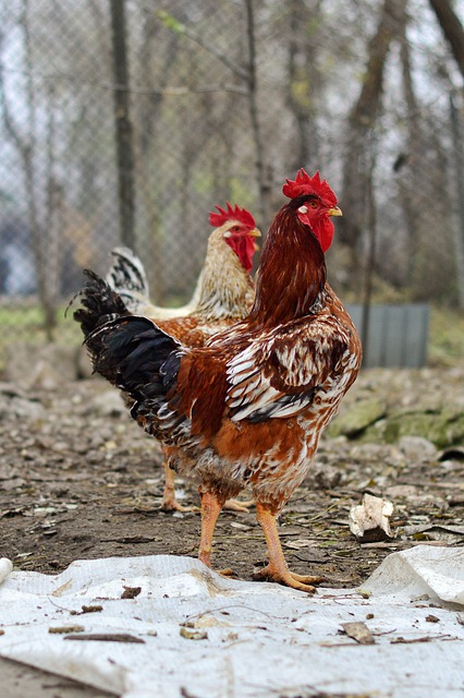 Free download chicken hem rooster village life free picture to be edited with GIMP free online image editor