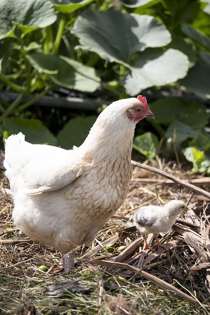 Free download Chicken Hen Mother -  free photo or picture to be edited with GIMP online image editor