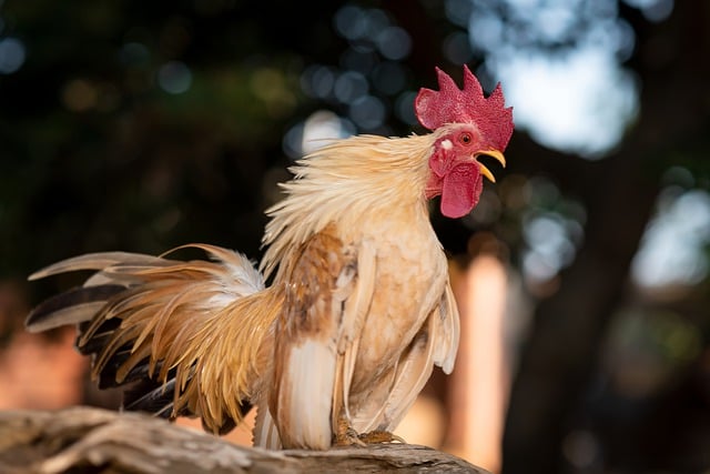 Free download chicken hen rooster farm poultry free picture to be edited with GIMP free online image editor