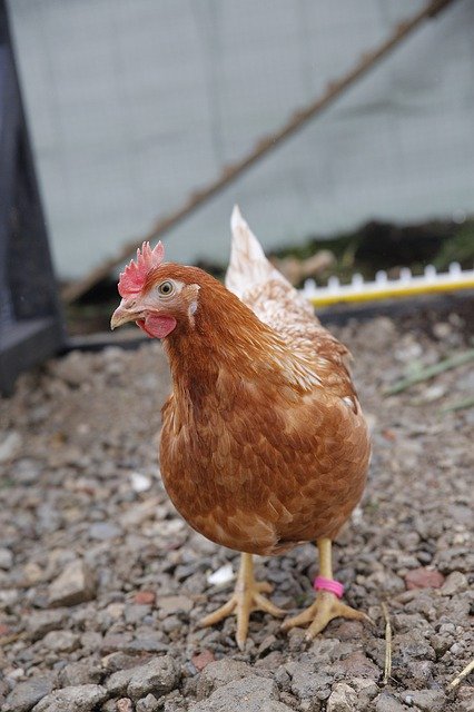 Free download Chicken Huhn Industrie -  free photo or picture to be edited with GIMP online image editor