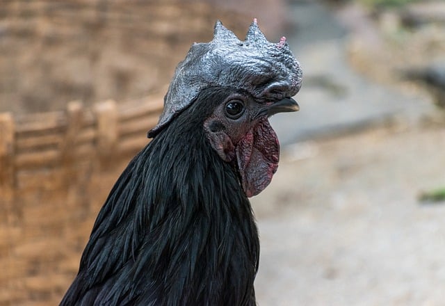 Free download chicken kadaknath kali masi rooster free picture to be edited with GIMP free online image editor