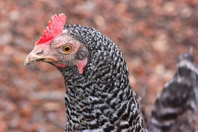 Free download chicken poultry farm yard hen free picture to be edited with GIMP free online image editor