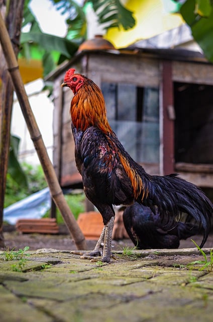 Free download chicken rooster animal pet fowl free picture to be edited with GIMP free online image editor