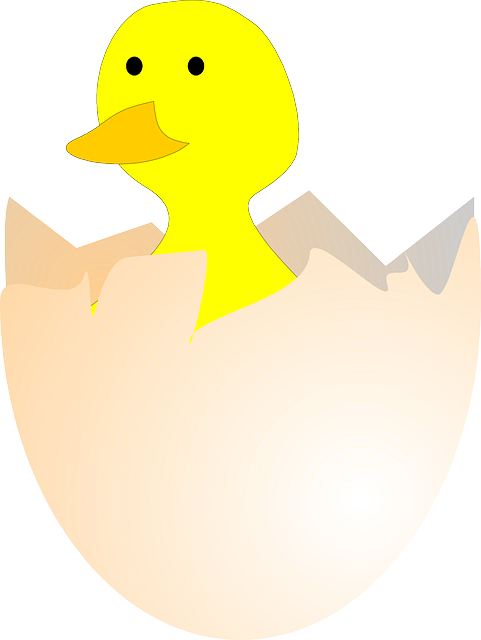 Free download Chick Hatching Egg - Free vector graphic on Pixabay free illustration to be edited with GIMP free online image editor