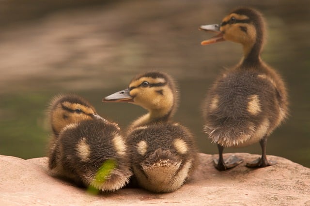 Free download chicks animals nature ducks free picture to be edited with GIMP free online image editor