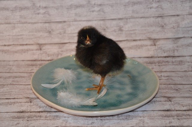 Free download Chicks Black Fluffy -  free photo or picture to be edited with GIMP online image editor