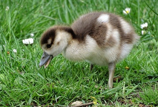 Free download Chicks Close Up Macro -  free photo or picture to be edited with GIMP online image editor